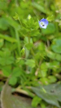 Media resource of Veronica persica