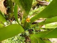 Maxillaria villosa image