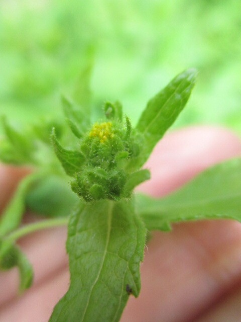 Sigesbeckia image