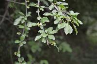 Pisonia aculeata image