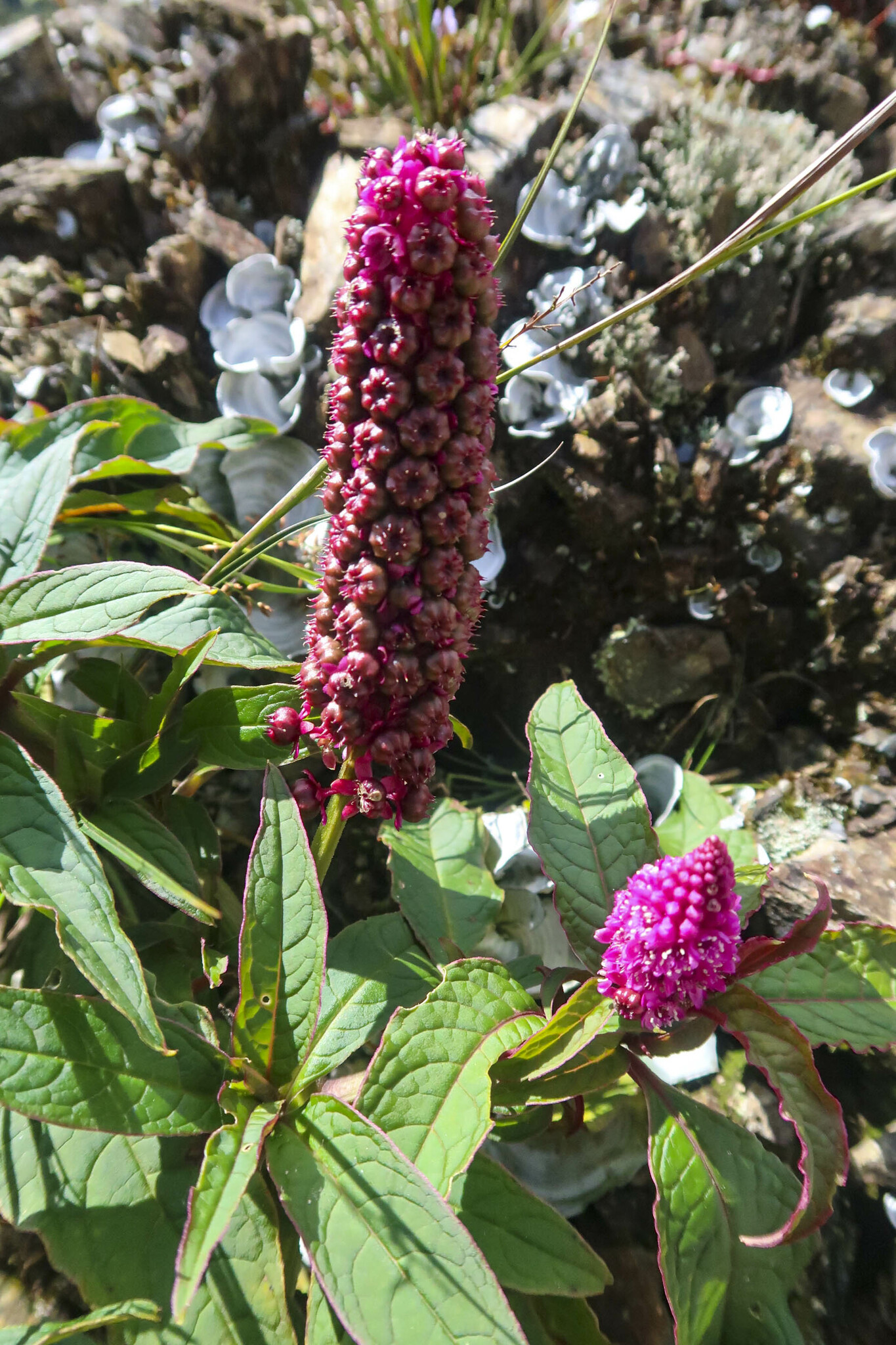 Phytolacca image