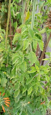 Leonotis nepetifolia image