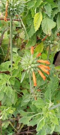 Leonotis nepetifolia image
