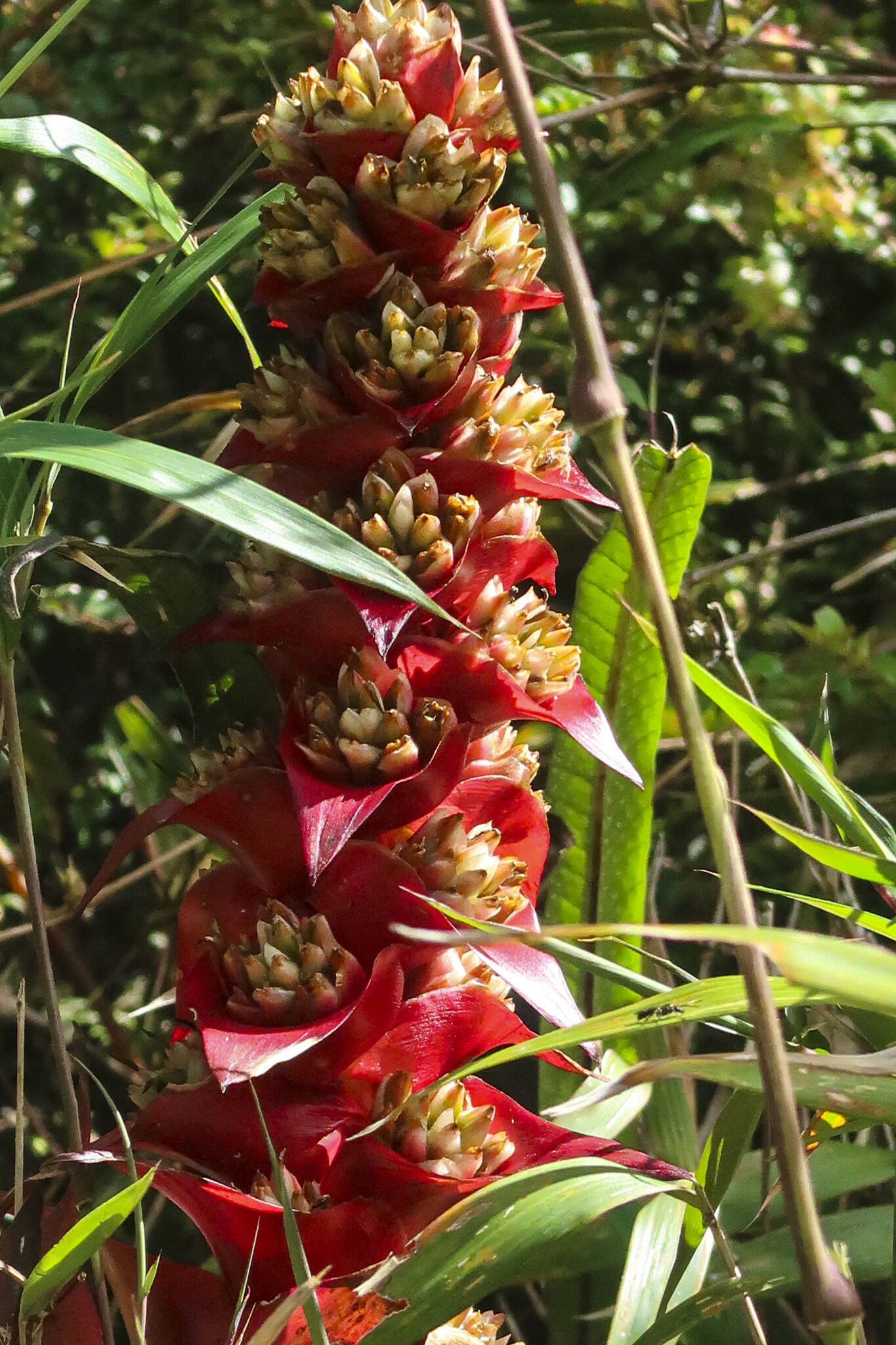 Guzmania variegata image