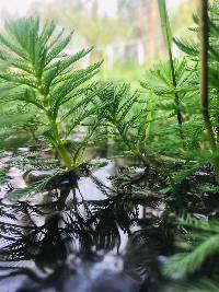 Media resource of Myriophyllum aquaticum