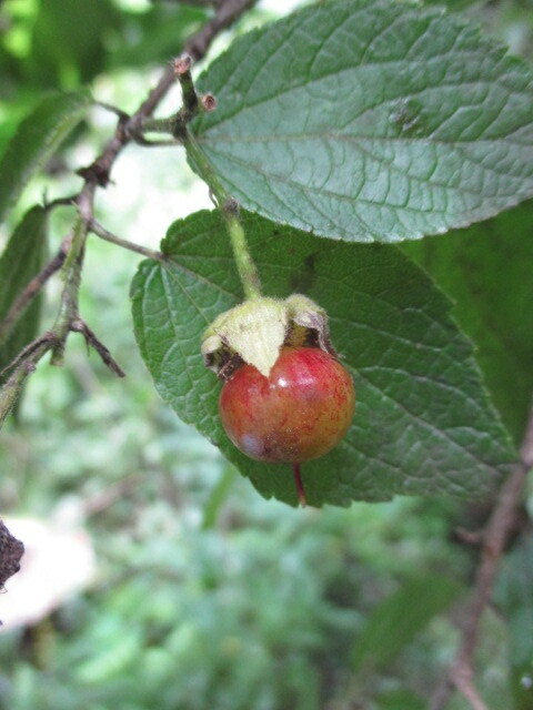 Prockia crucis image