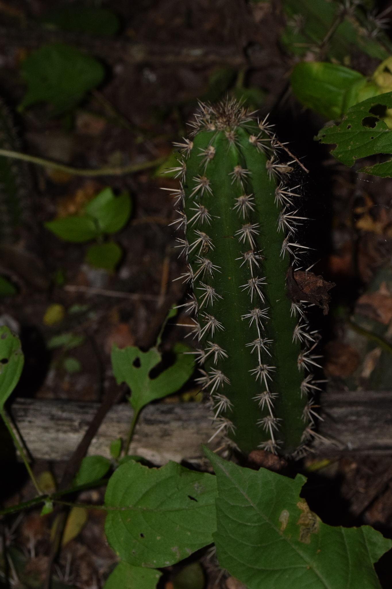 Armatocereus image