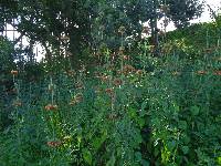 Leonotis nepetifolia image