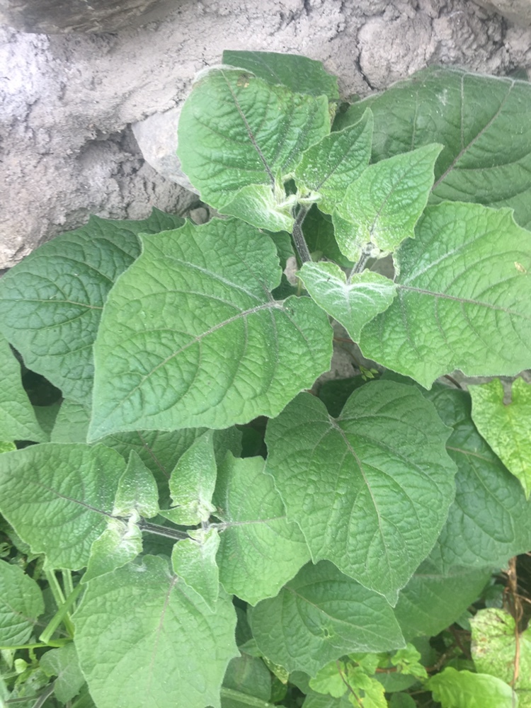 Physalis image