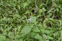 Ageratum conyzoides image