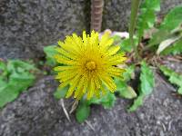 Taraxacum officinale image
