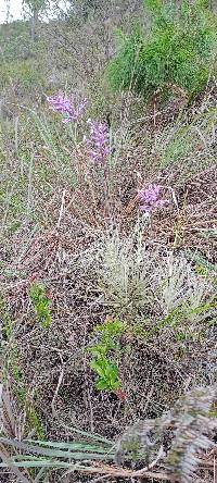 Tillandsia straminea image