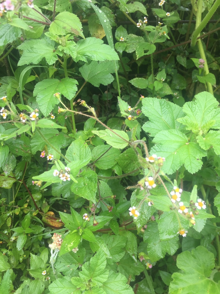 Galinsoga parviflora image