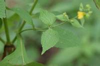 Milleria quinqueflora image