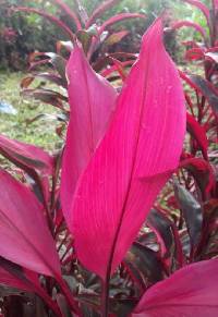 Media resource of Cordyline fruticosa