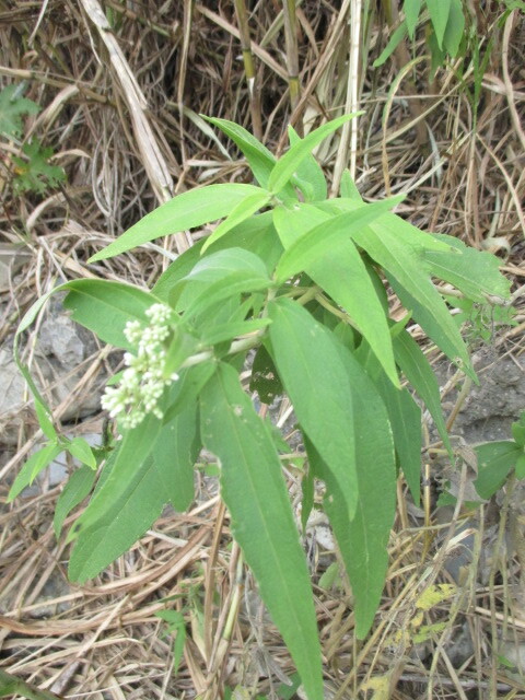 Austroeupatorium inulifolium image