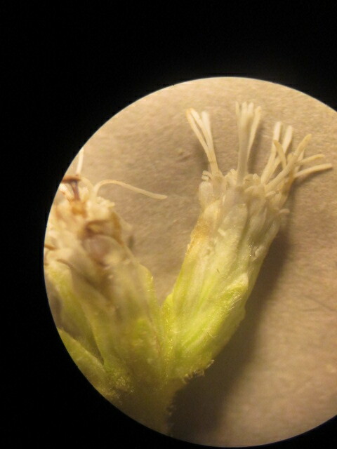 Austroeupatorium image