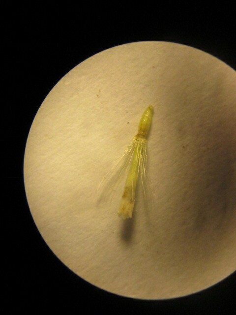 Austroeupatorium image