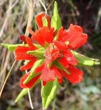 Media resource of Castilleja fissifolia