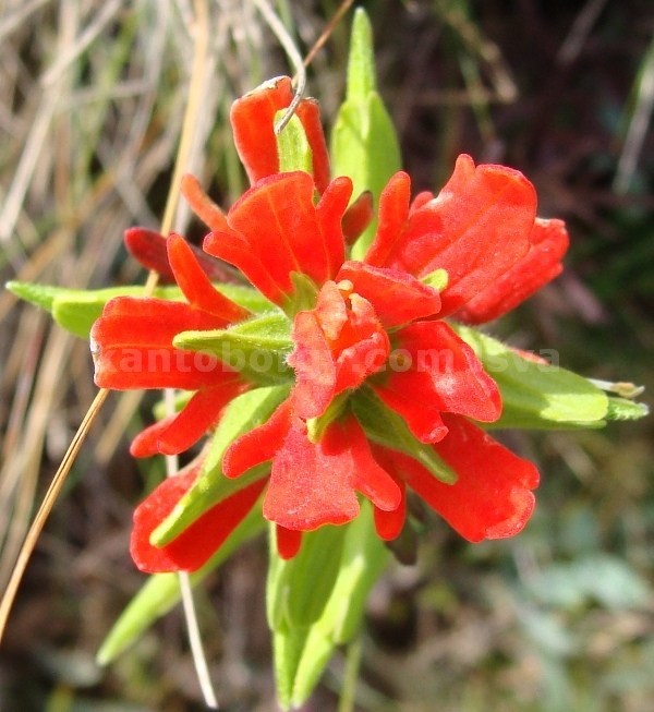 Castilleja image