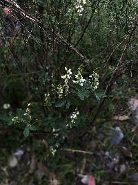 Melilotus albus image