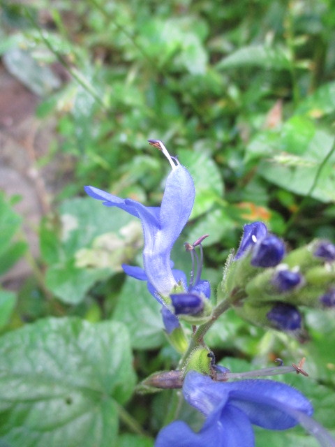 Salvia image