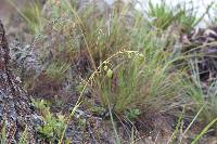 Excremis coarctata image