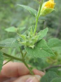 Media resource of Abutilon bivalve