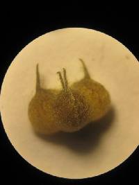 Abutilon bivalve image