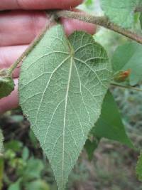 Abutilon bivalve image