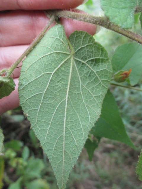 Abutilon bivalve image