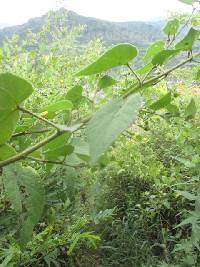 Abutilon bivalve image