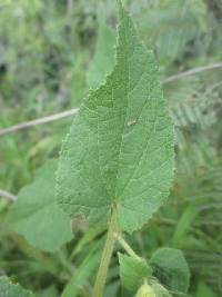 Abutilon bivalve image
