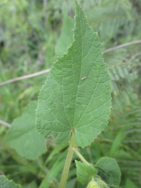 Abutilon bivalve image