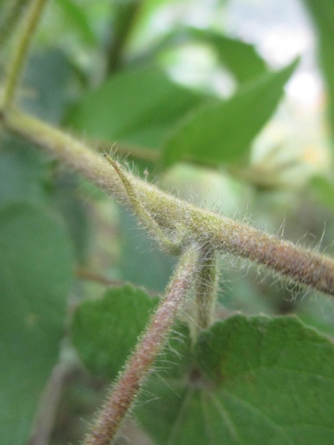 Abutilon bivalve image