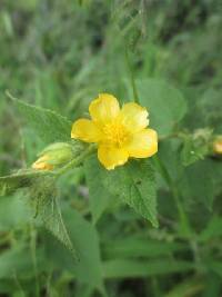 Abutilon bivalve image