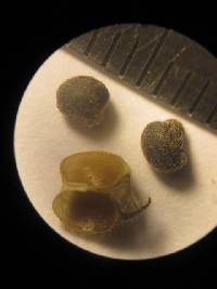 Abutilon bivalve image