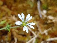 Stellaria recurvata image