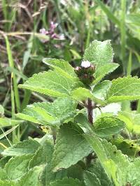 Media resource of Ageratum conyzoides