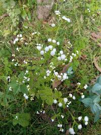 Ageratum conyzoides image