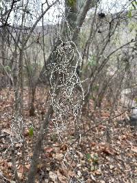 Tillandsia usneoides image
