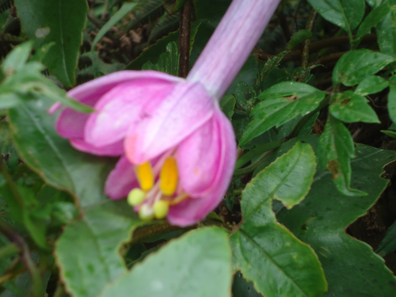 Passiflora cumbalensis image