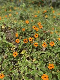 Thunbergia alata image
