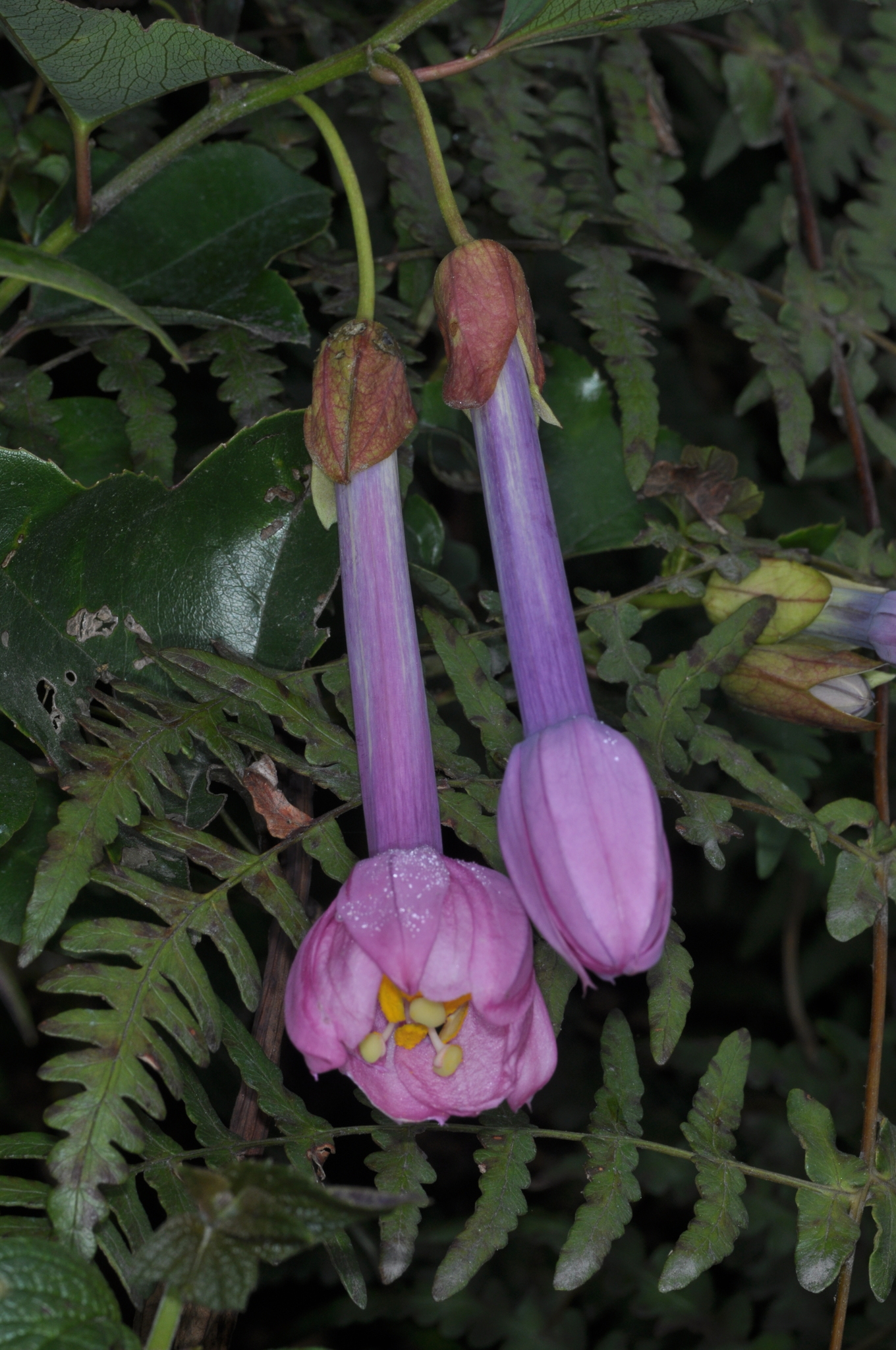 Passiflora cumbalensis image