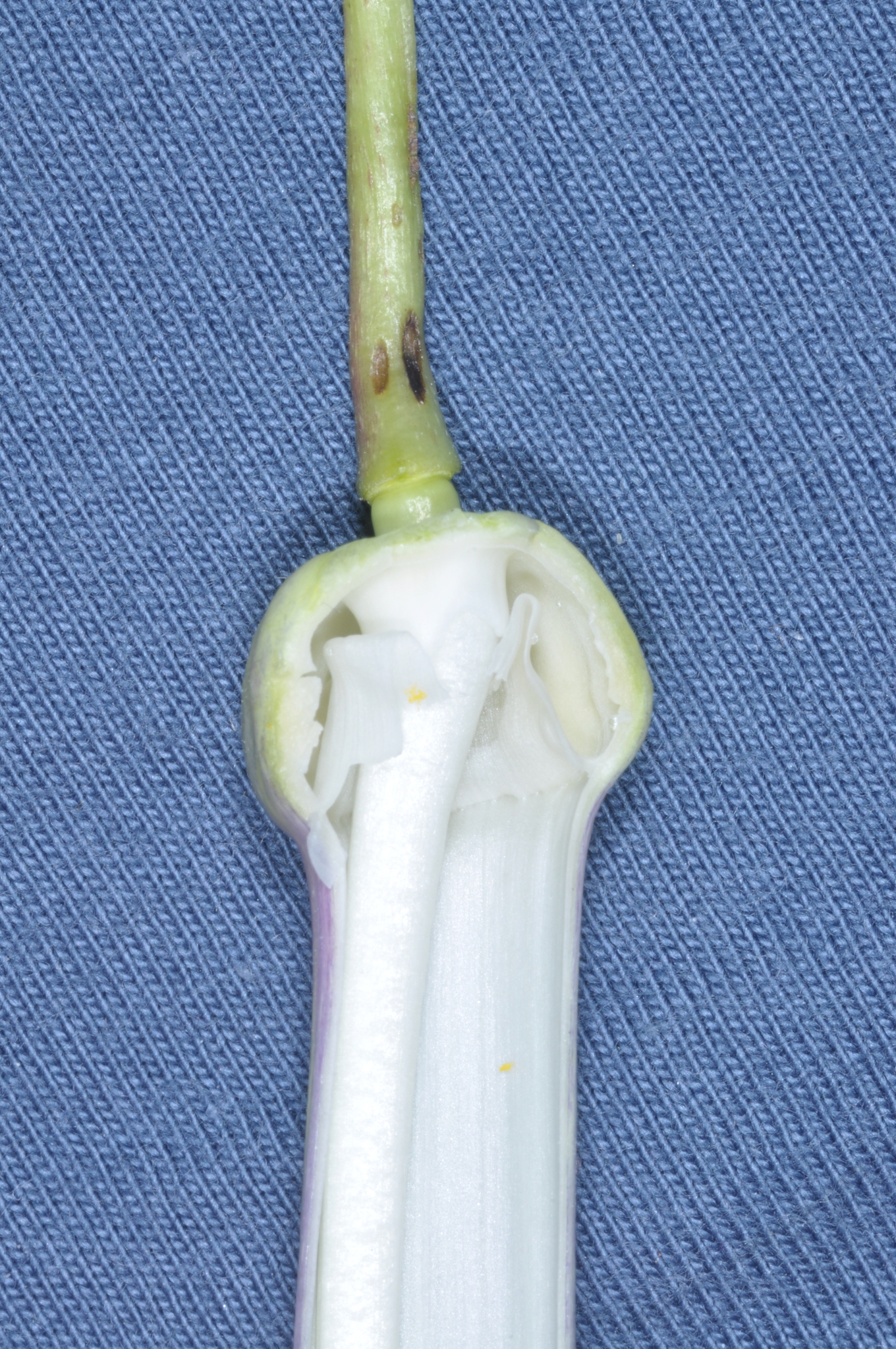 Passiflora cumbalensis image