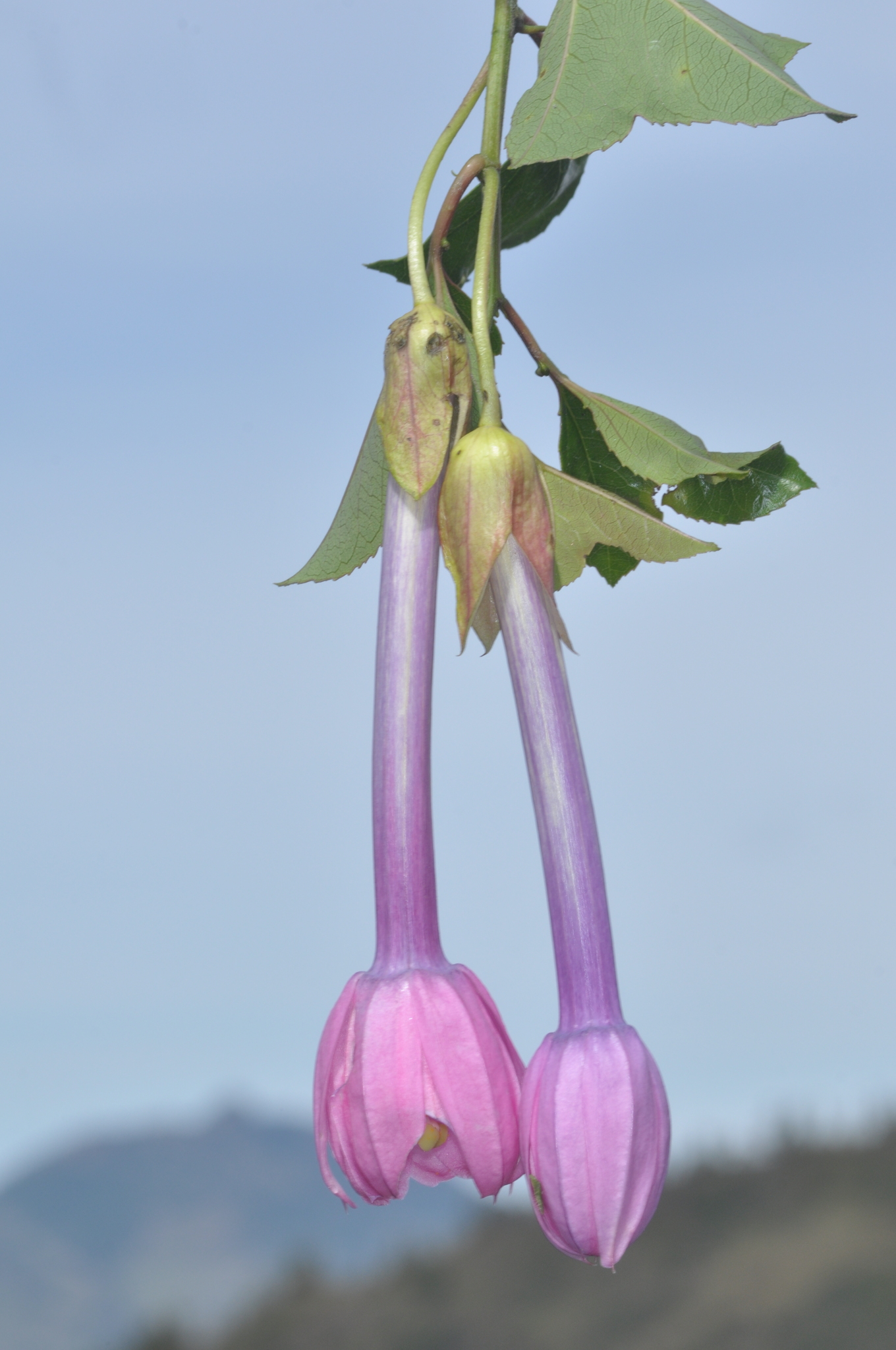 Passiflora cumbalensis image