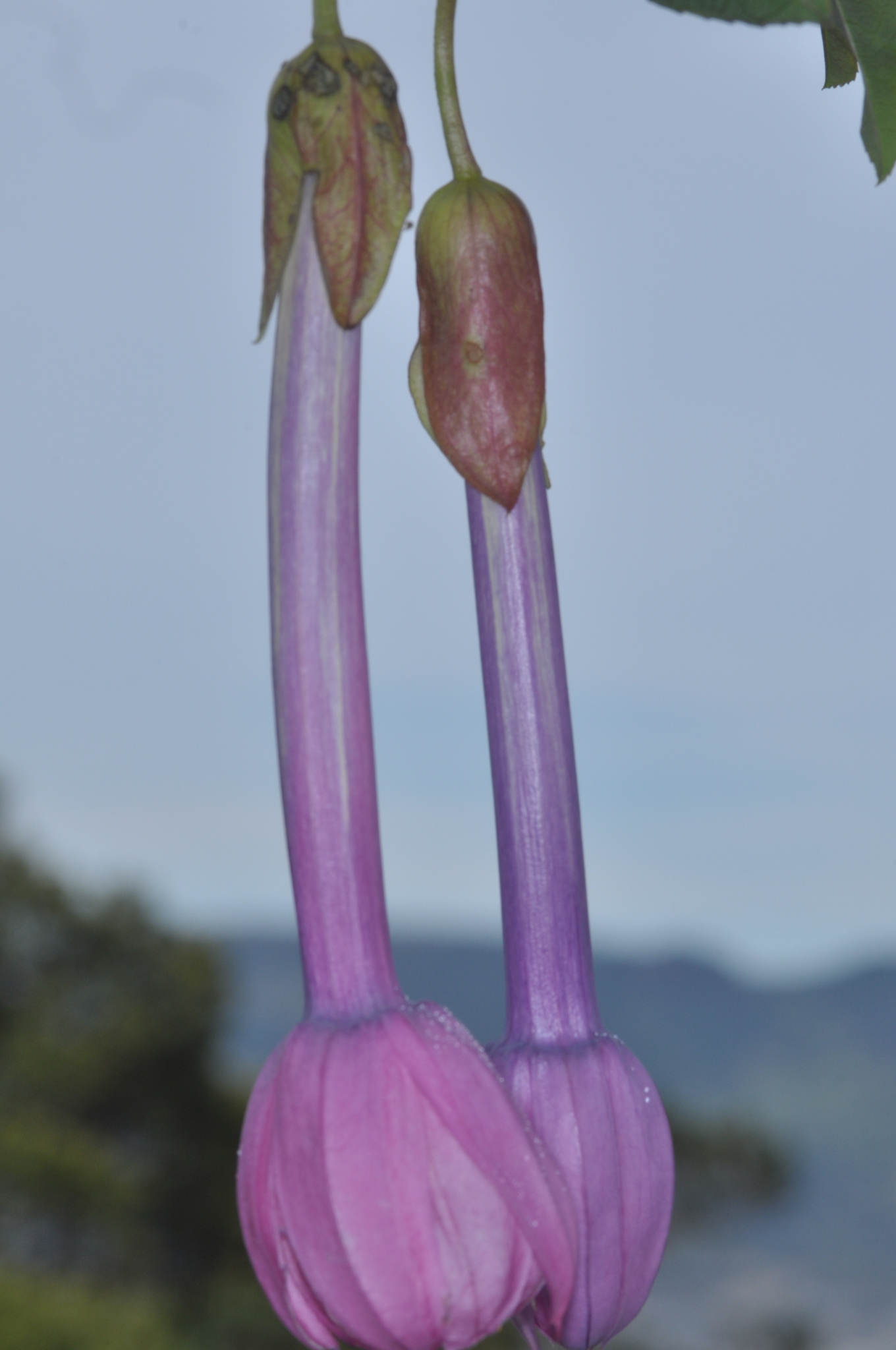 Passiflora cumbalensis image