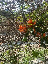 Media resource of Pyrostegia venusta
