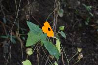 Thunbergia alata image