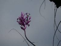 Tillandsia straminea image